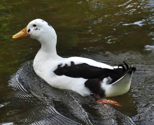 Ancona Duck