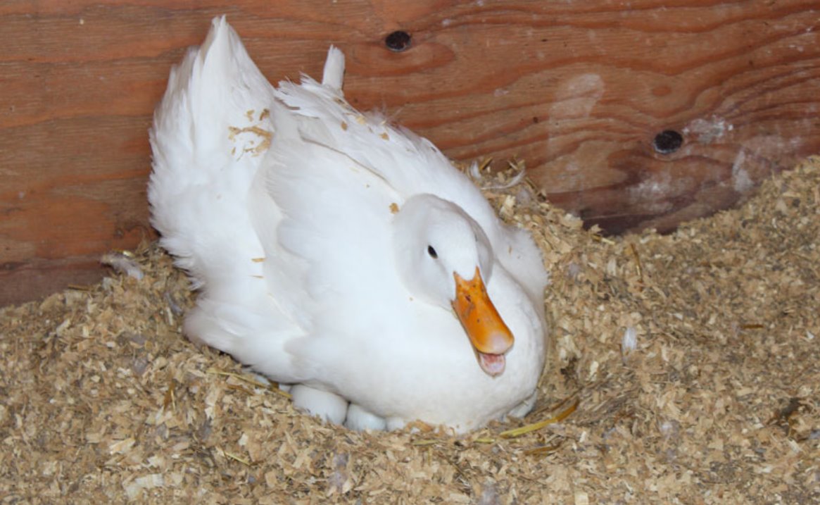 Best Ducks for Eggs