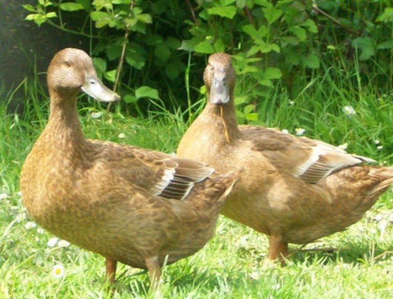 The Best Ducks for Eggs & How to Treat Them Hairston Creek Farm