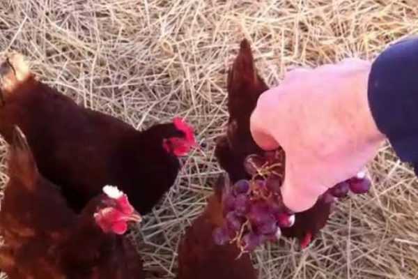 Can Chicken Eat Grapes