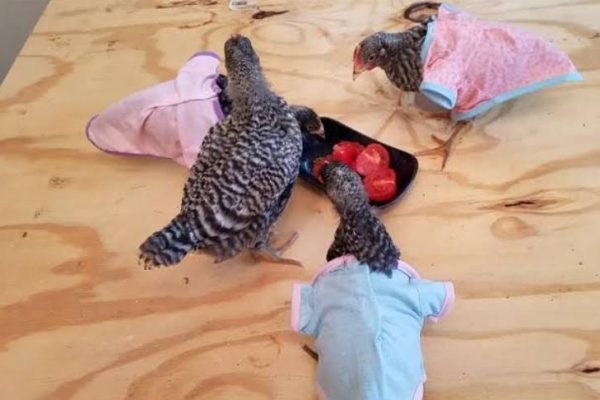 Can Chickens Eat Tomatoes