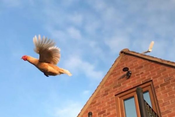 Can Chickens Fly