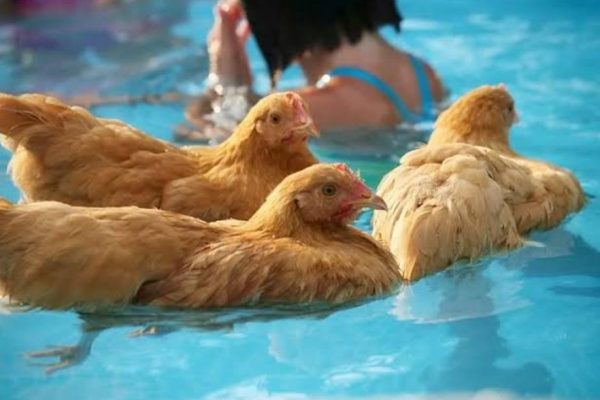 Can Chickens Swim
