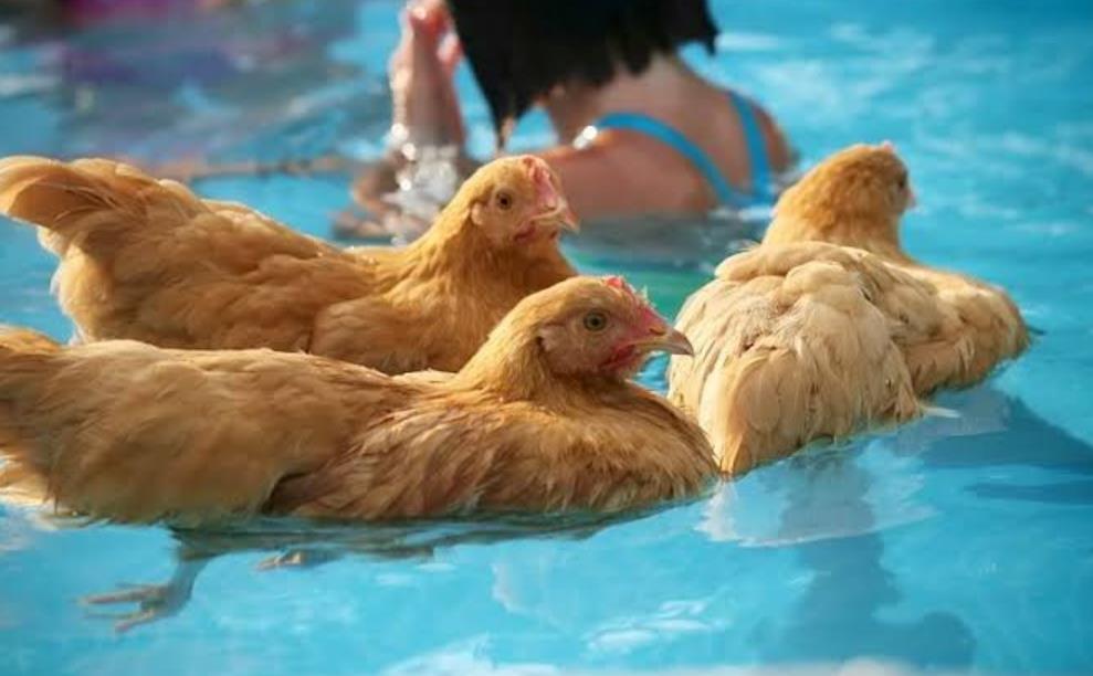 Can Chickens Swim