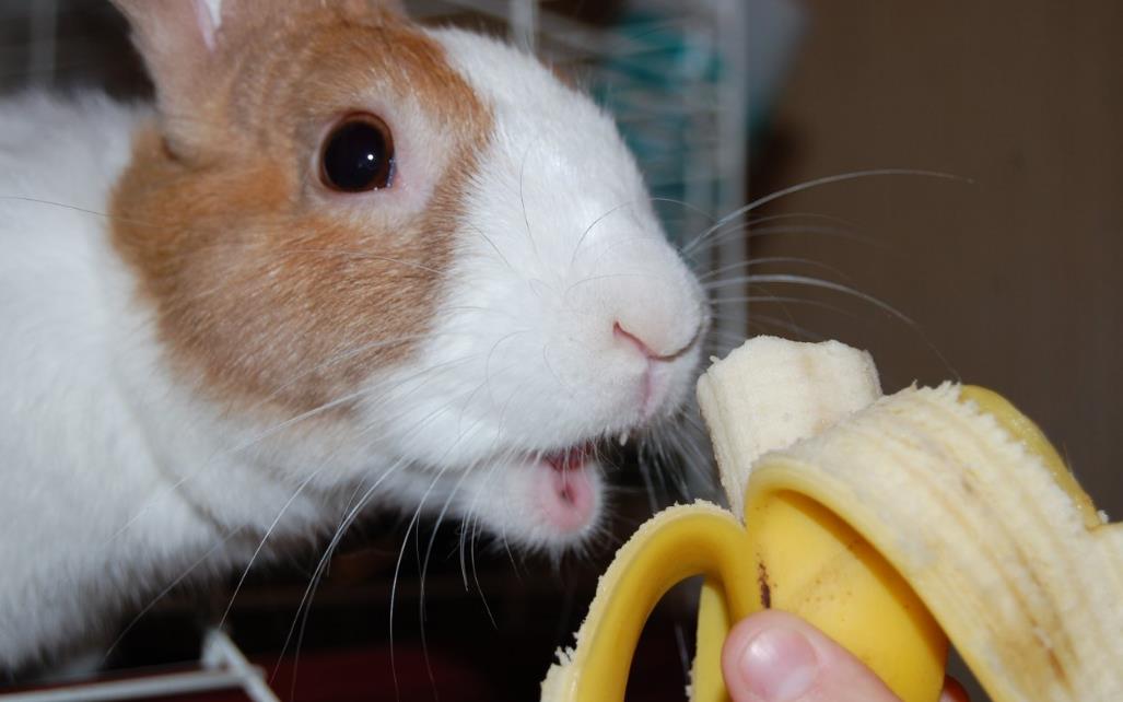 Can Rabbits Eat Bananas