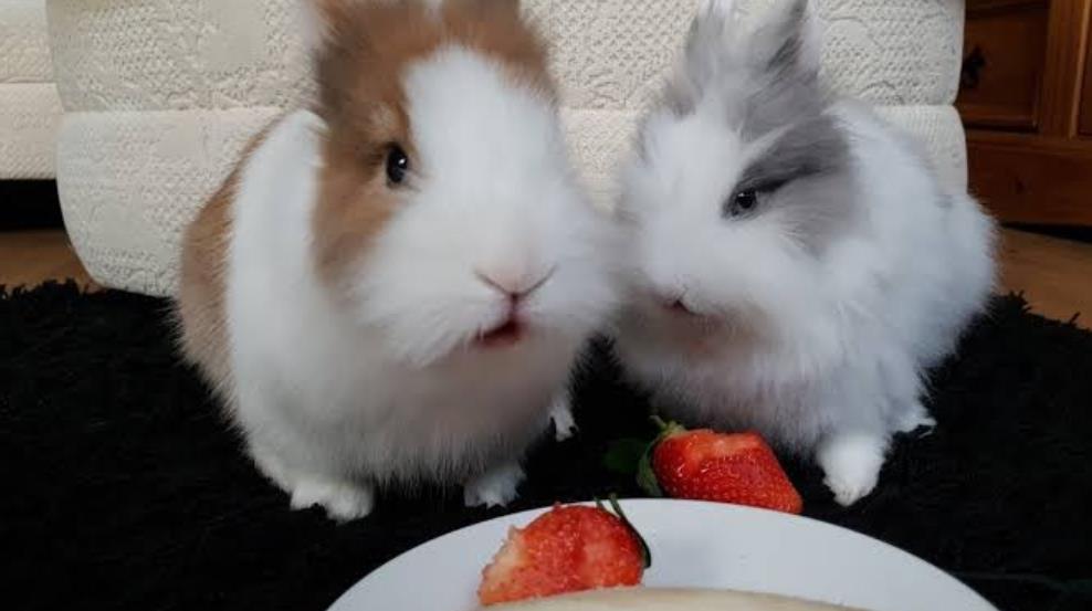 Can Rabbits Eat Strawberries