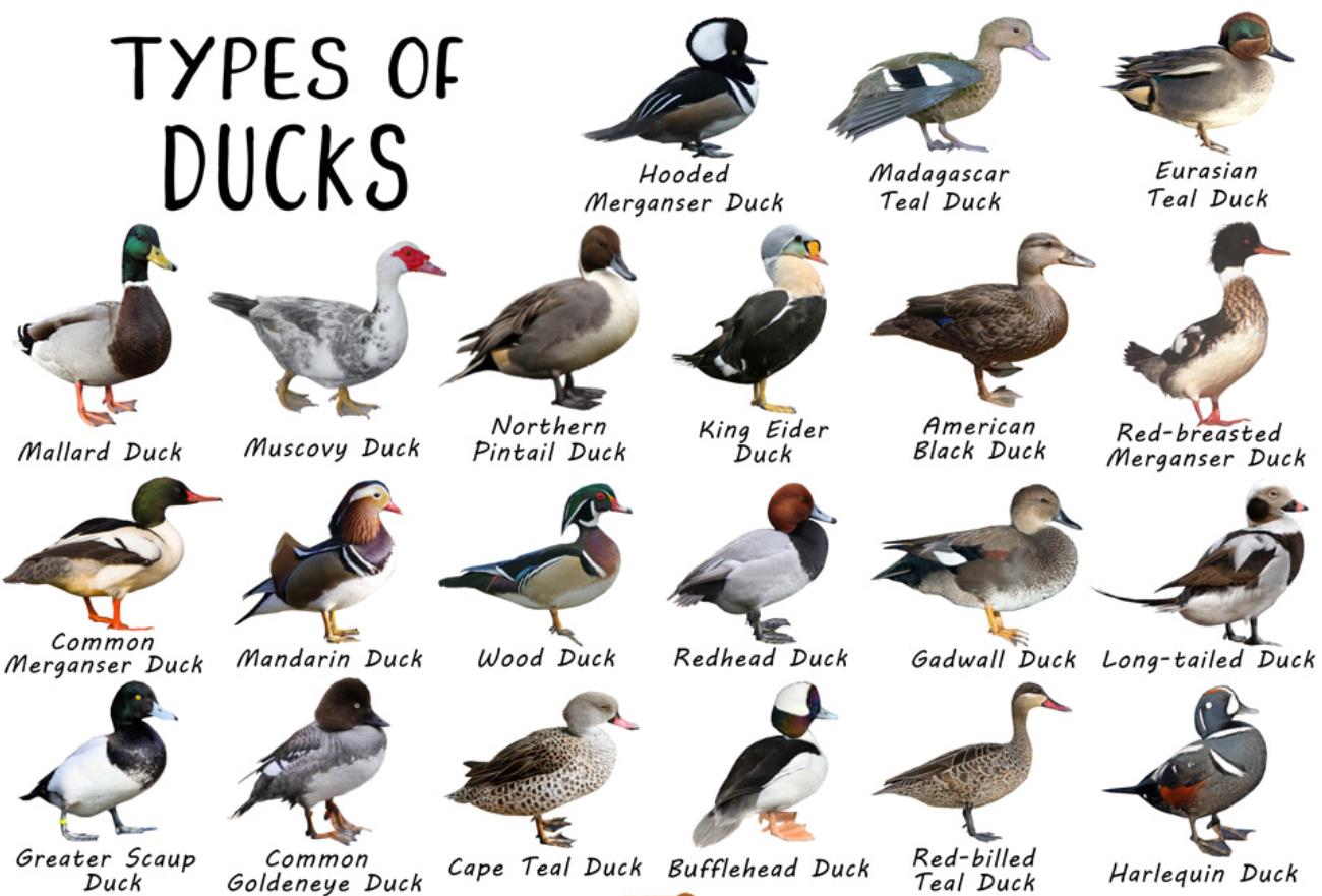 Characteristics of Duck