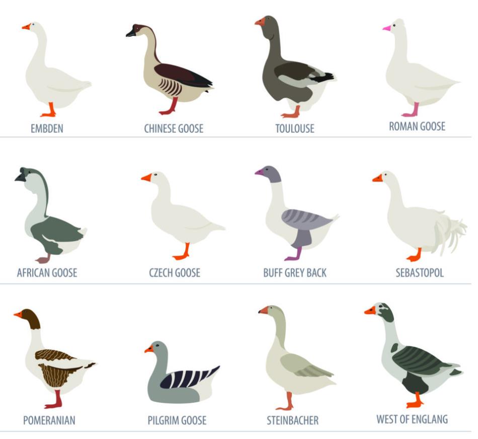 Characteristics of Goose