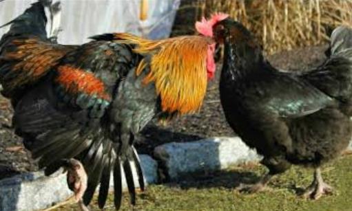 Chicken Do A Dance When Mating