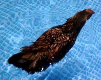 Chicken Have An Innate Ability to Swim