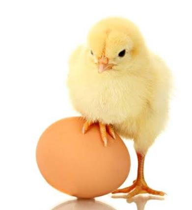 Chicken or Egg