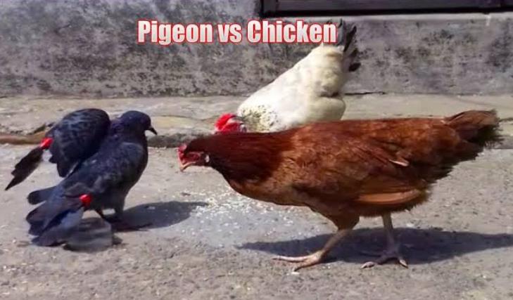 Chicken vs Bird