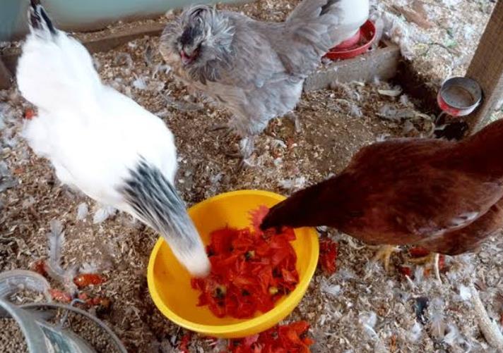Chickens Eat Tomatoes