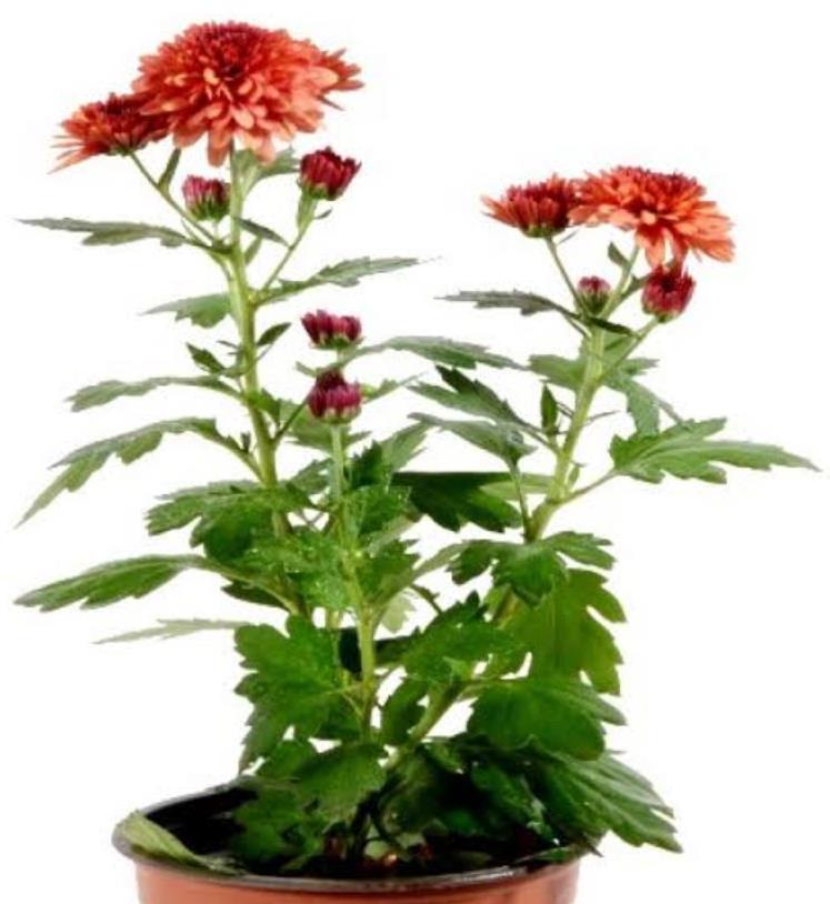 Chrysanthemum Plant