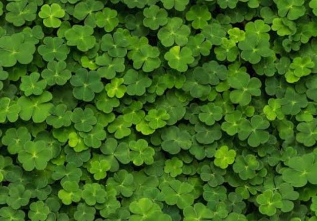 What Do Sheep Eat: Clover