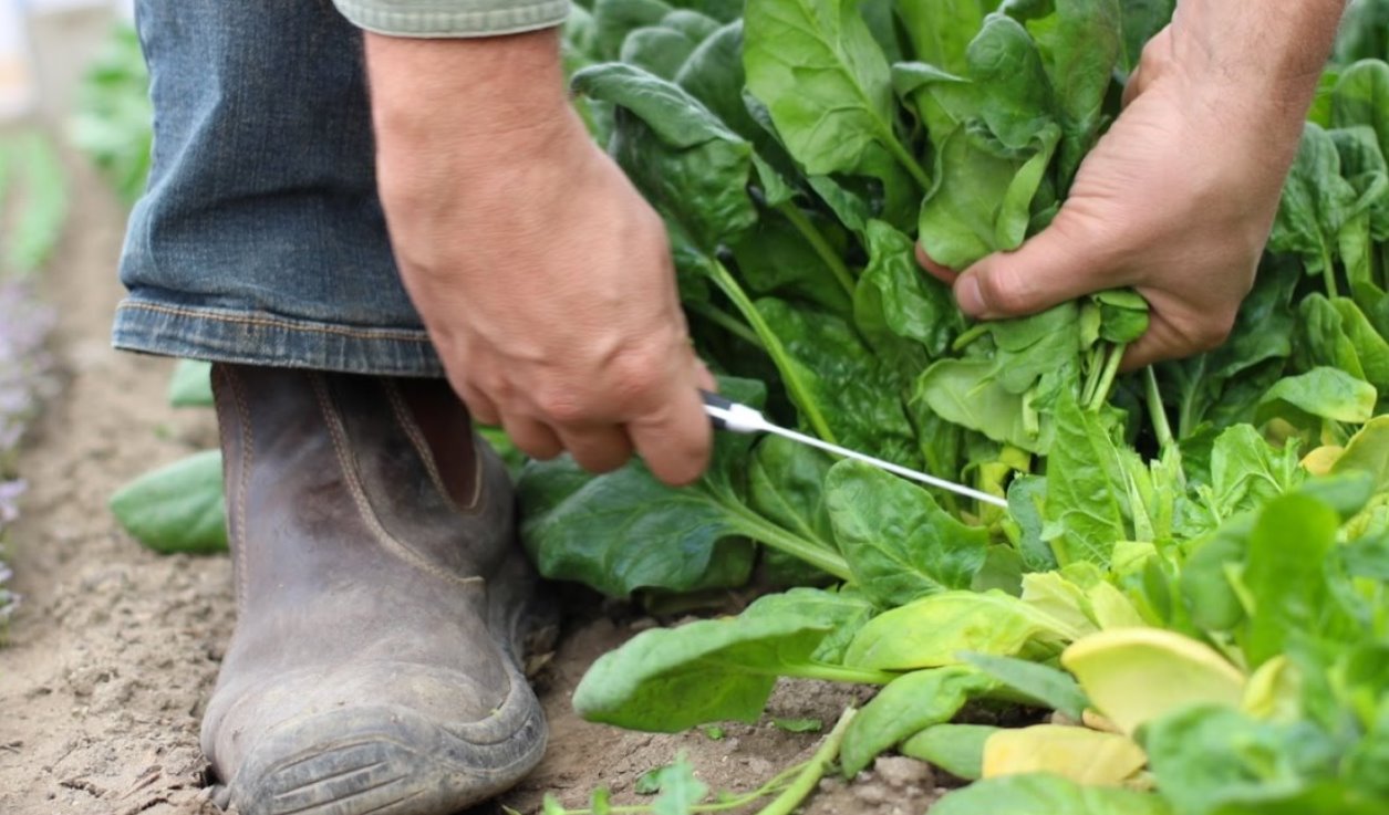 Cut the spinach leaf