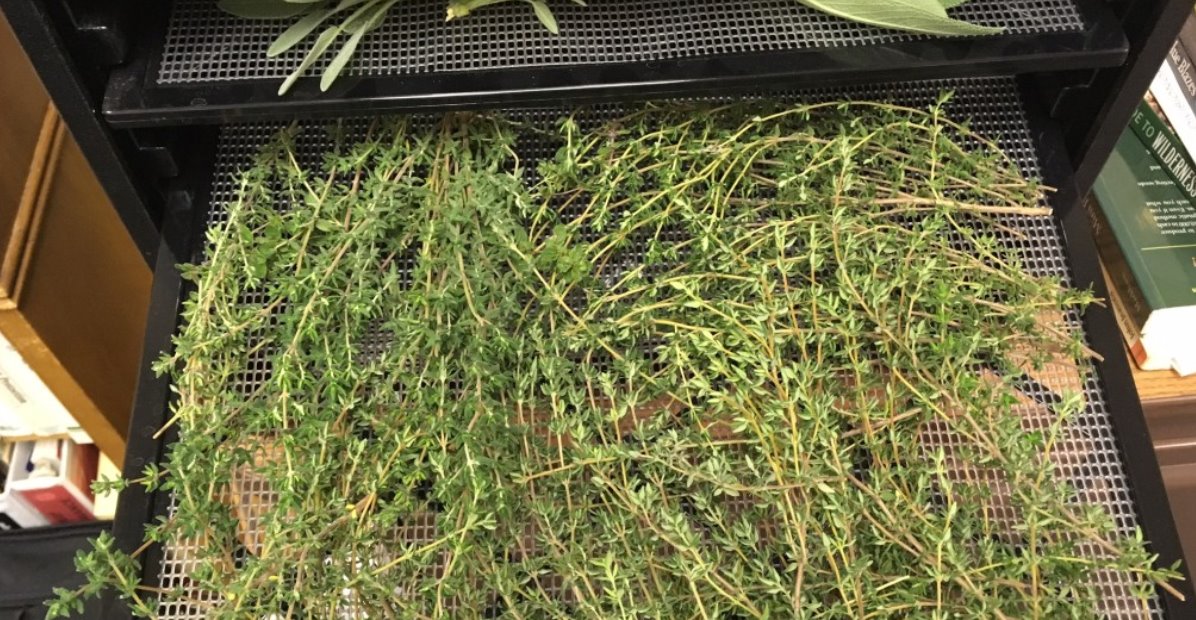 Dry Oregano Leaves Using Dehydrator