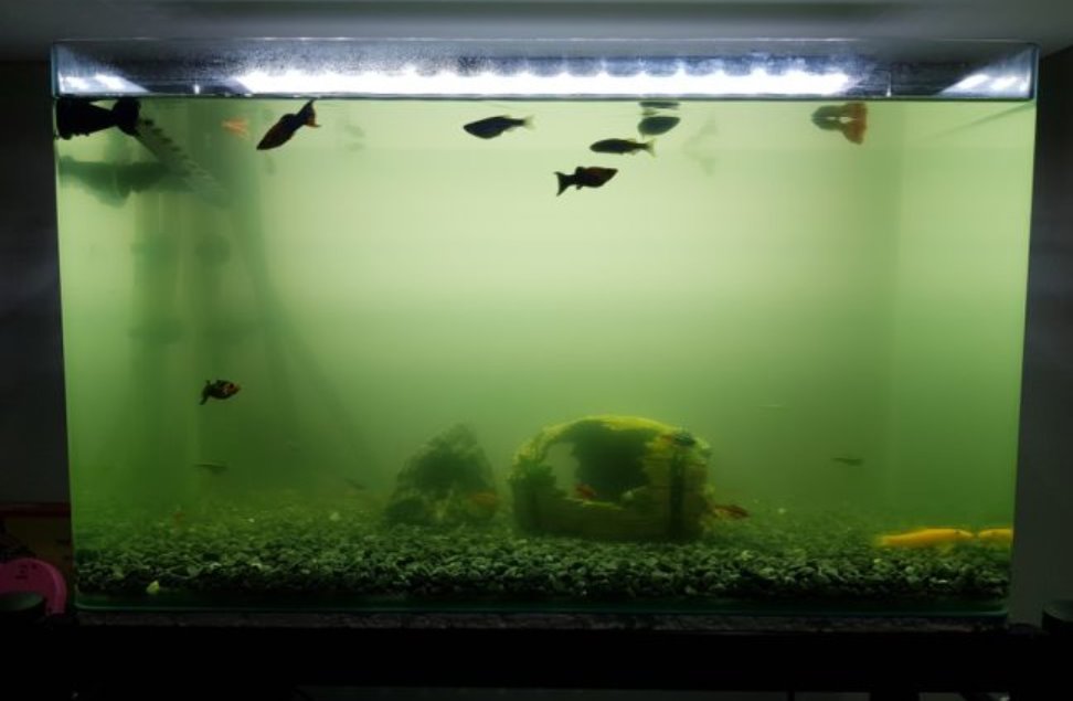 Fish tank water