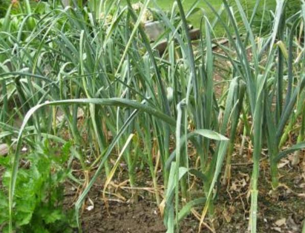 Garlic Plant