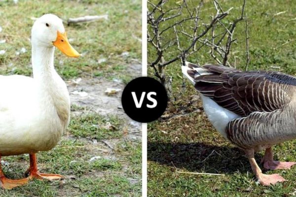 Goose vs Duck