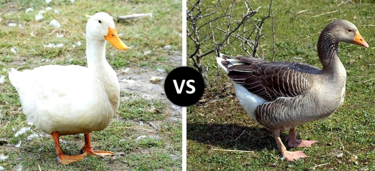 Goose vs Duck