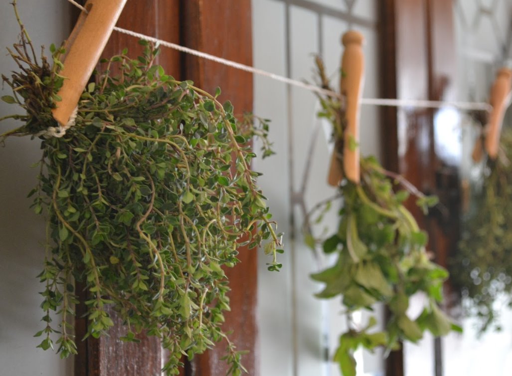 Hang oregano leaves