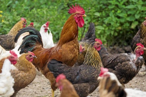 Hen vs Chicken