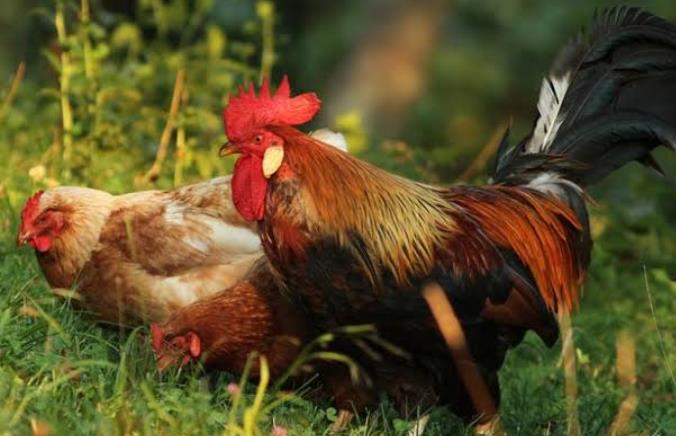 Hen vs Chicken: Gender-Specific