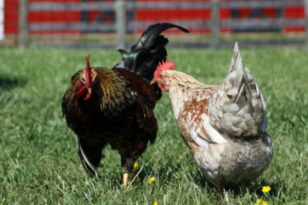 How Do Chickens Mate