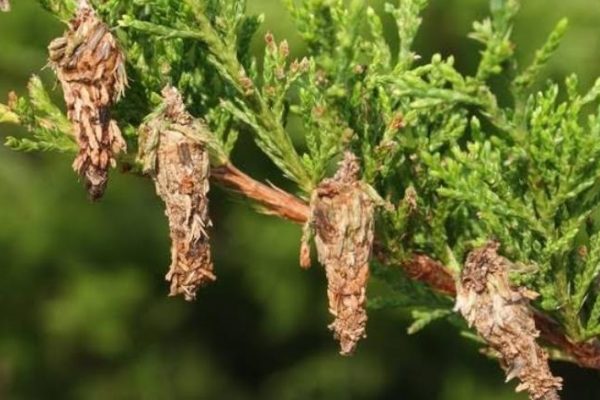 How To Get Rid Of Bagworms