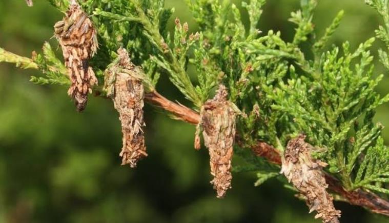 How To Get Rid Of Bagworms