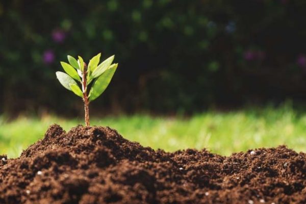How to Add Nitrogen to Soil