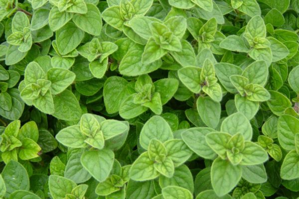 How to Harvest and Dry Oregano