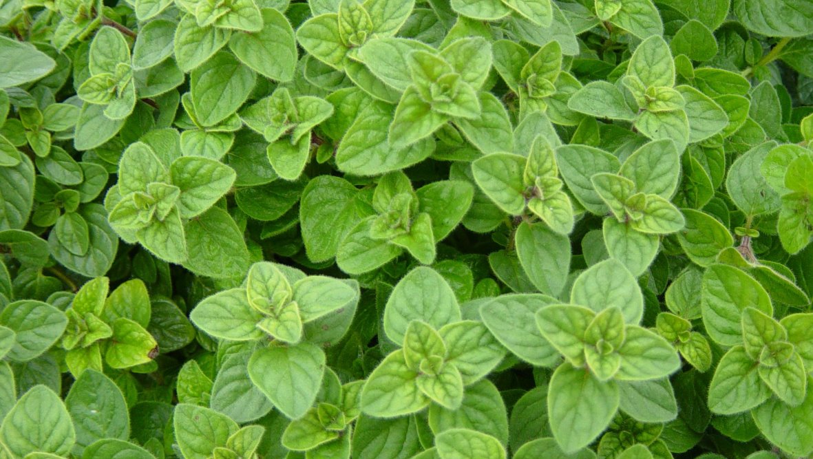 How to Harvest and Dry Oregano