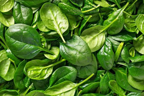 How to Harvest and Store Spinach
