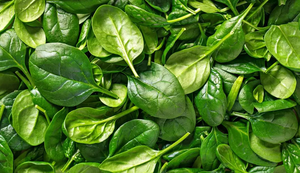 How to Harvest and Store Spinach