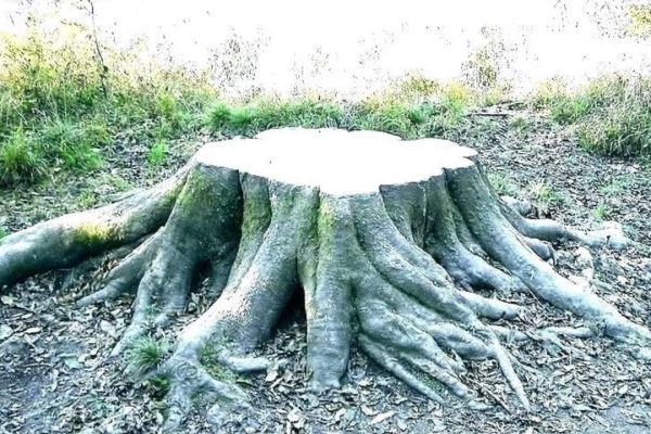 How to Kill a Tree Stump