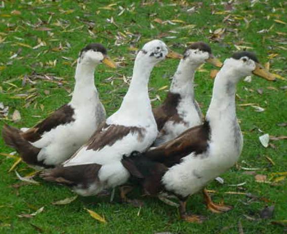 Magpie Duck