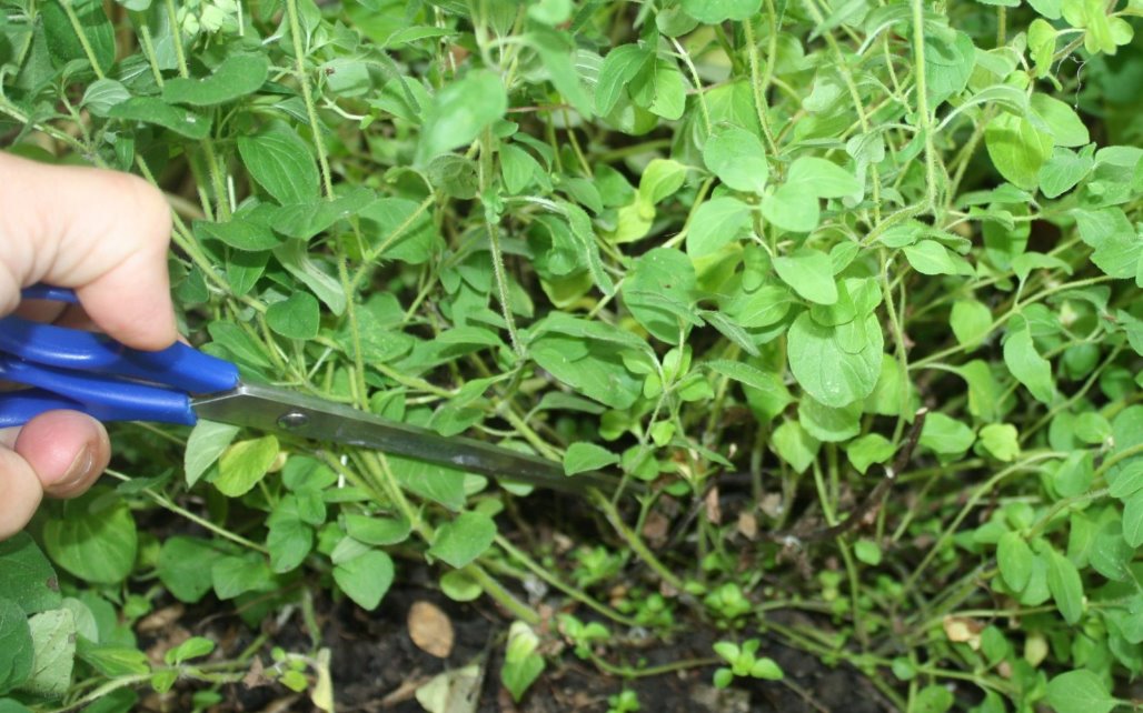 Methods for Harvesting Oregano