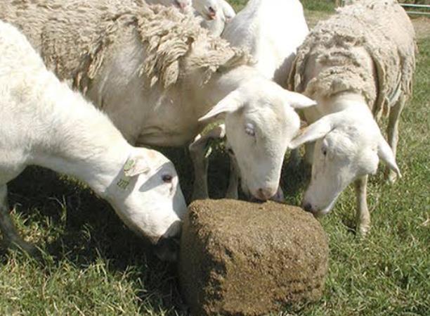 Mineral Blocks for Sheep