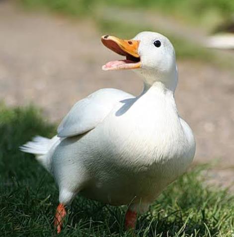 Pekin Duck