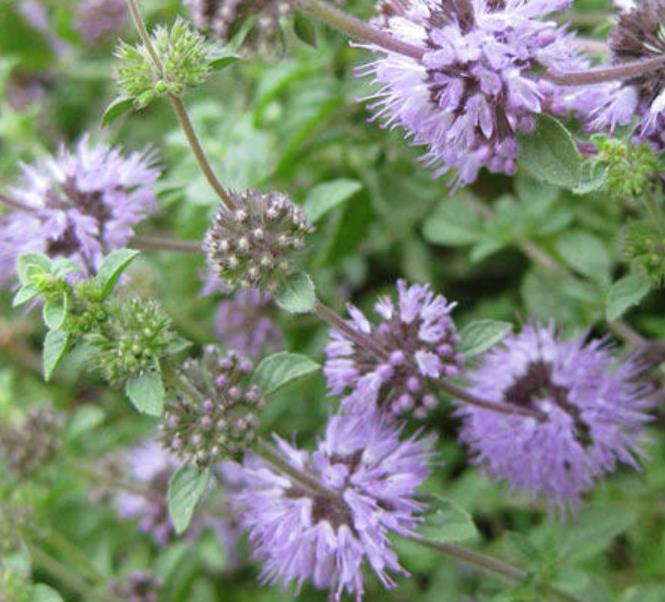 Pennyroyal Plant