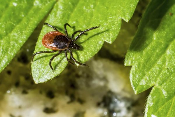 Plants That Repel Ticks