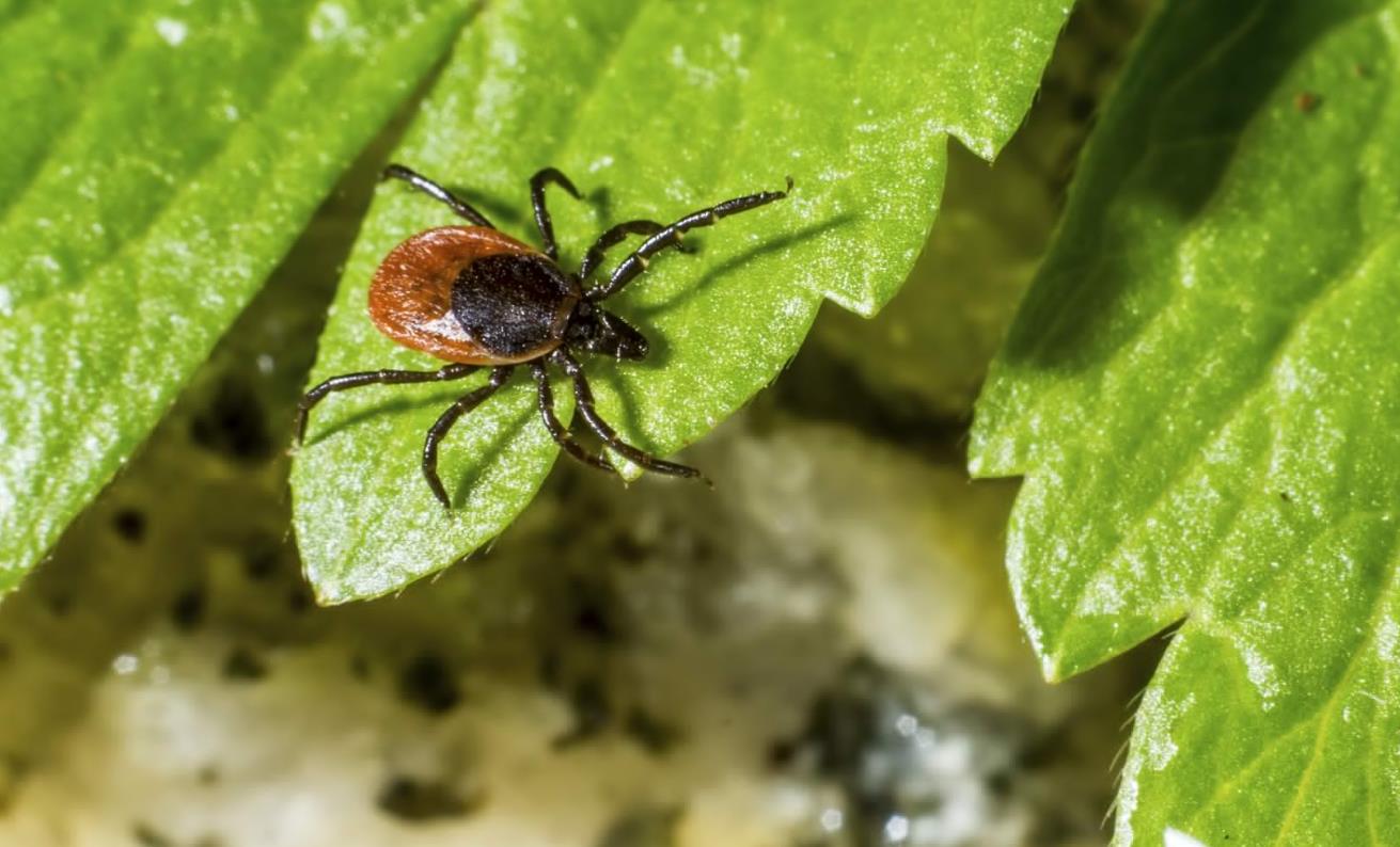 Plants That Repel Ticks