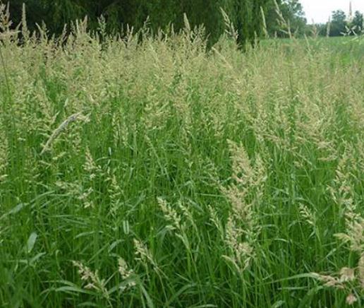 What Do Sheep Eat: Reed Canarygrass