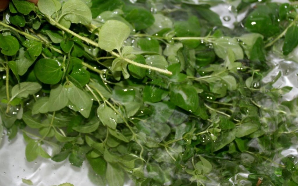 How to Harvest and Dry Oregano Hairston Creek Farm