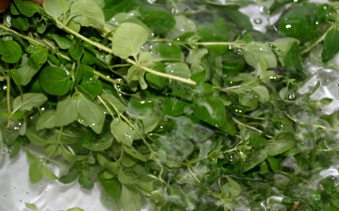 Rinse the oregano stems