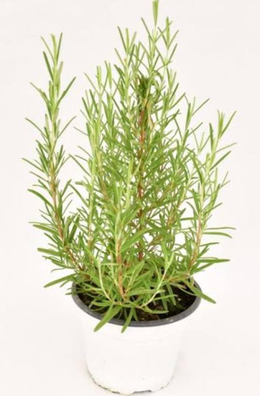 Rosemary Plant