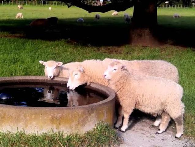 Sheep Drinking Water