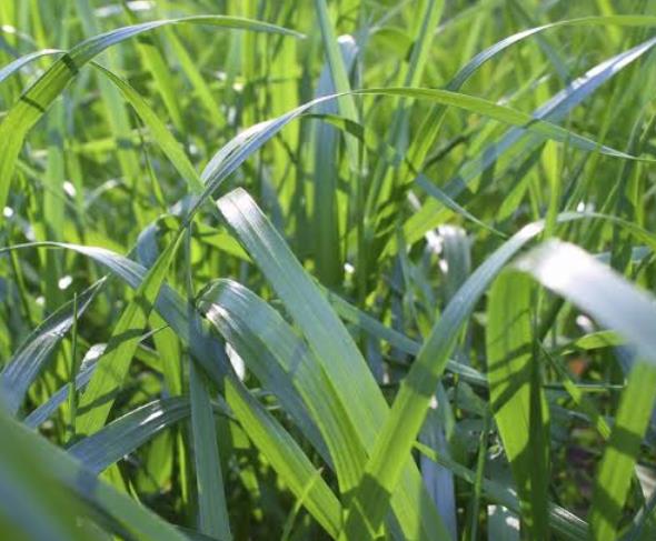 What Do Sheep Eat: Tall Fescue Grass